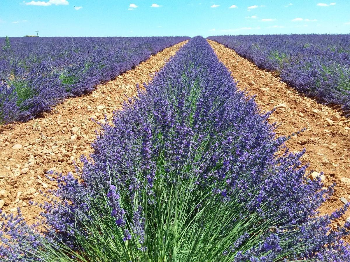 Hébergement de vacances Au Pays De La Lavande...