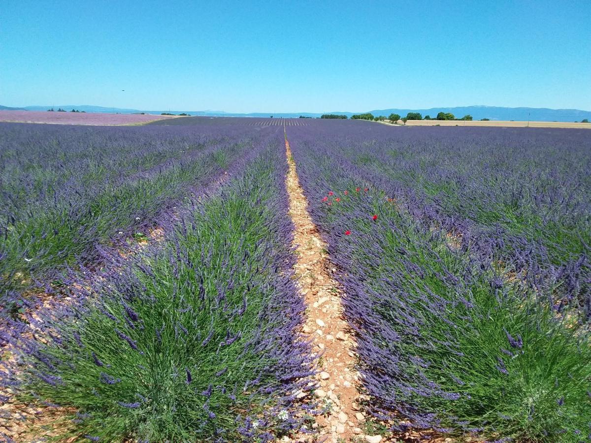 Au Pays De La Lavande... Hébergement de vacances Valensole