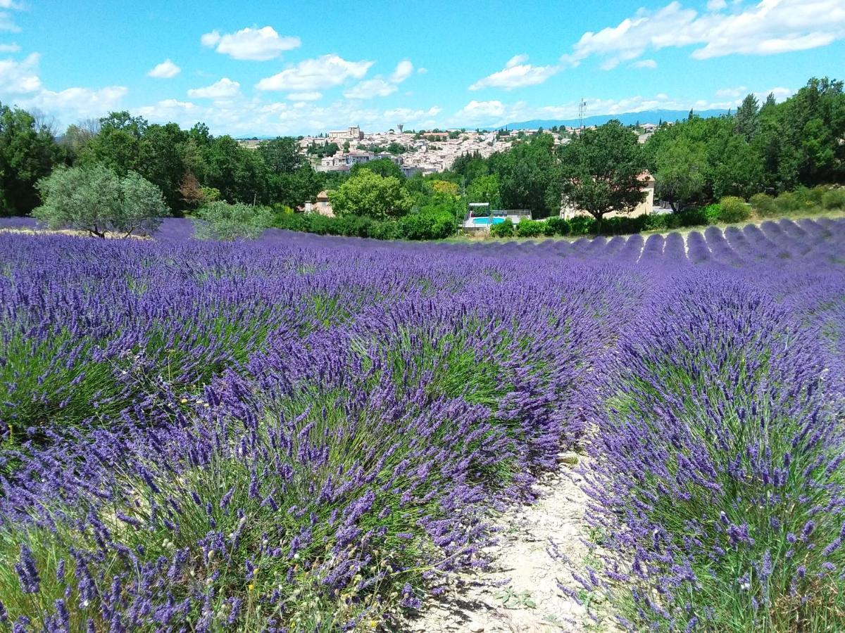 Au Pays De La Lavande... Hébergement de vacances Valensole